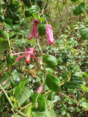 Passiflora orbiculata