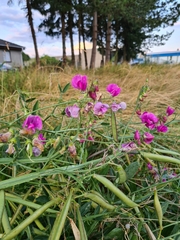 Lathyrus latifolius