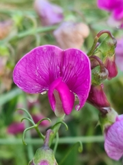 Lathyrus latifolius