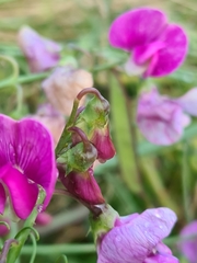 Lathyrus latifolius