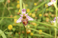 Ophrys scolopax