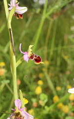 Ophrys scolopax