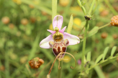 Ophrys scolopax