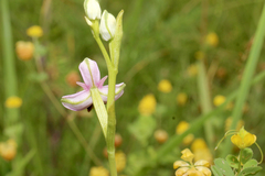 Ophrys scolopax