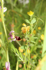 Ophrys scolopax
