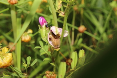 Ophrys scolopax