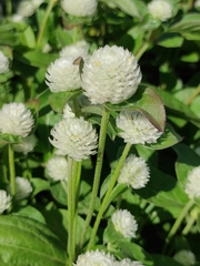 Gomphrena haageana