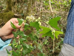 Passiflora ekmanii