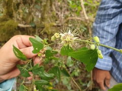 Passiflora ekmanii