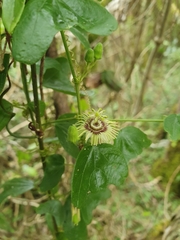 Passiflora ekmanii