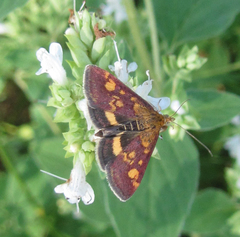 Pyrausta aurata