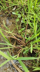 Glyceria notata