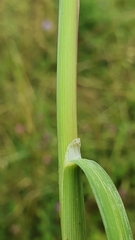 Glyceria notata