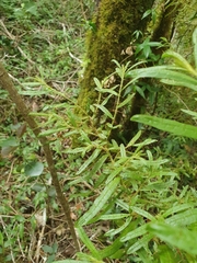 Solanum polyacanthos