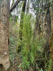 Solanum polyacanthos