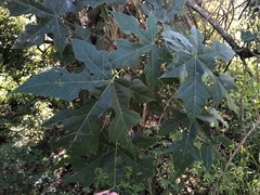 Brachychiton discolor