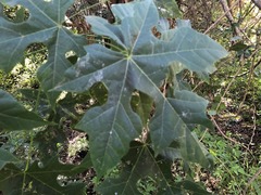 Brachychiton discolor