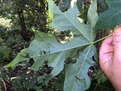Brachychiton discolor