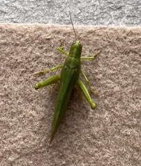 Acrididae