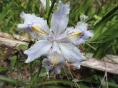 Iris japonica