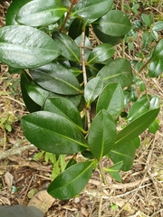 Ardisia missionis