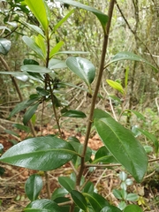 Ardisia missionis