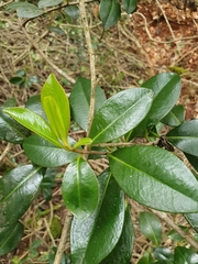 Ardisia missionis