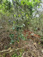 Ardisia missionis