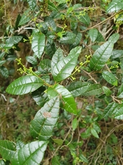 Allophylus crassinervis