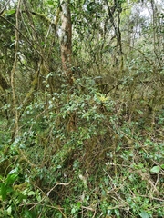 Allophylus crassinervis