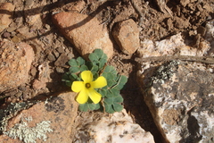 Oxalis melanosticta melanosticta