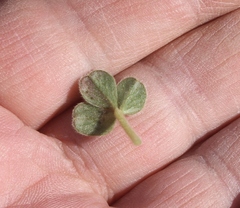 Oxalis melanosticta melanosticta