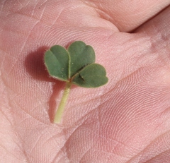Oxalis melanosticta melanosticta