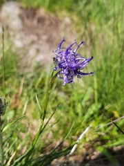 Phyteuma hemisphaericum