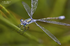 Lestes sponsa