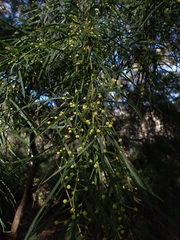 Acacia cognata