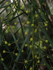 Acacia cognata