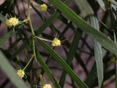 Acacia cognata