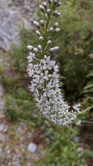 Lysimachia ephemerum