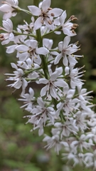 Lysimachia ephemerum