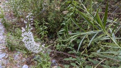 Lysimachia ephemerum