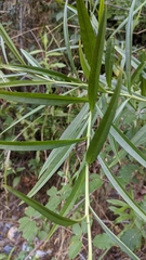 Lysimachia ephemerum