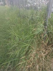 Urochloa mutica