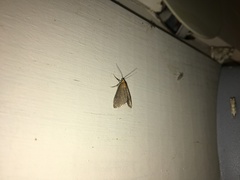 Evergestis aenealis