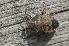 Rhacognathus punctatus