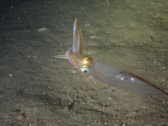 Alloteuthis