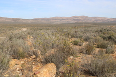 Euryops lateriflorus