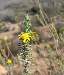 Euryops lateriflorus