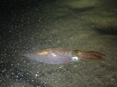Alloteuthis