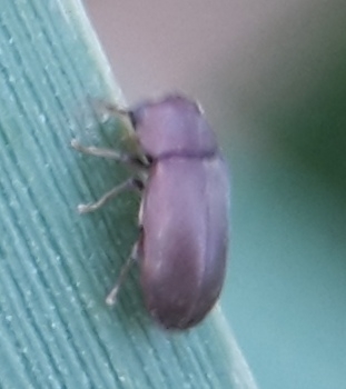 Gastrallus